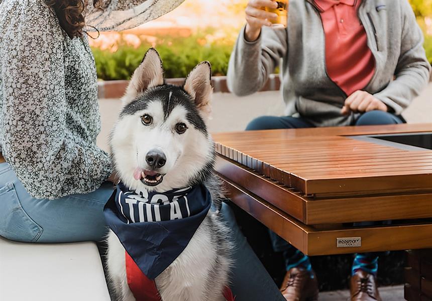 A husky at the Peter B's patio.