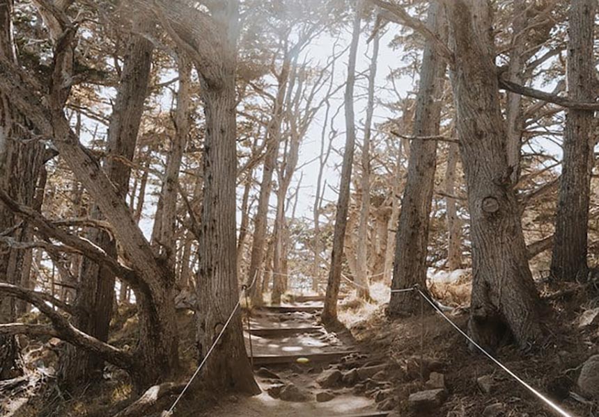 Point Lobos trail.