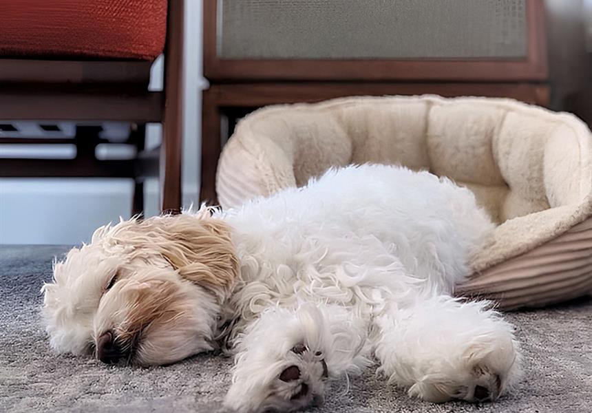 Small dog asleep in dog bed.