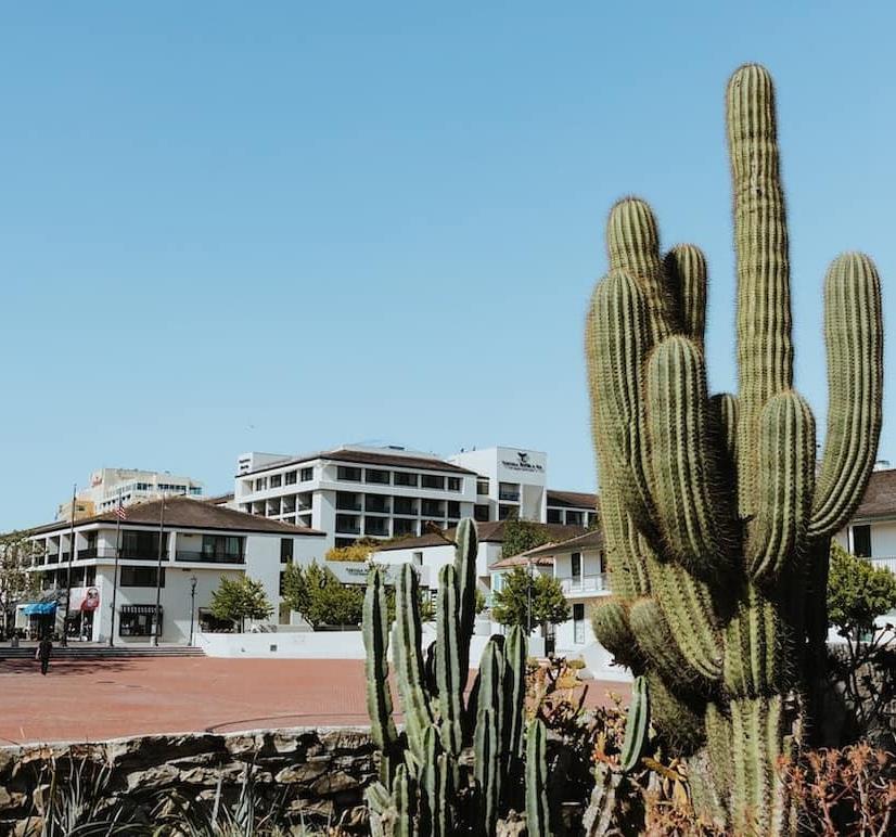 exterior of hotel by giant cactus