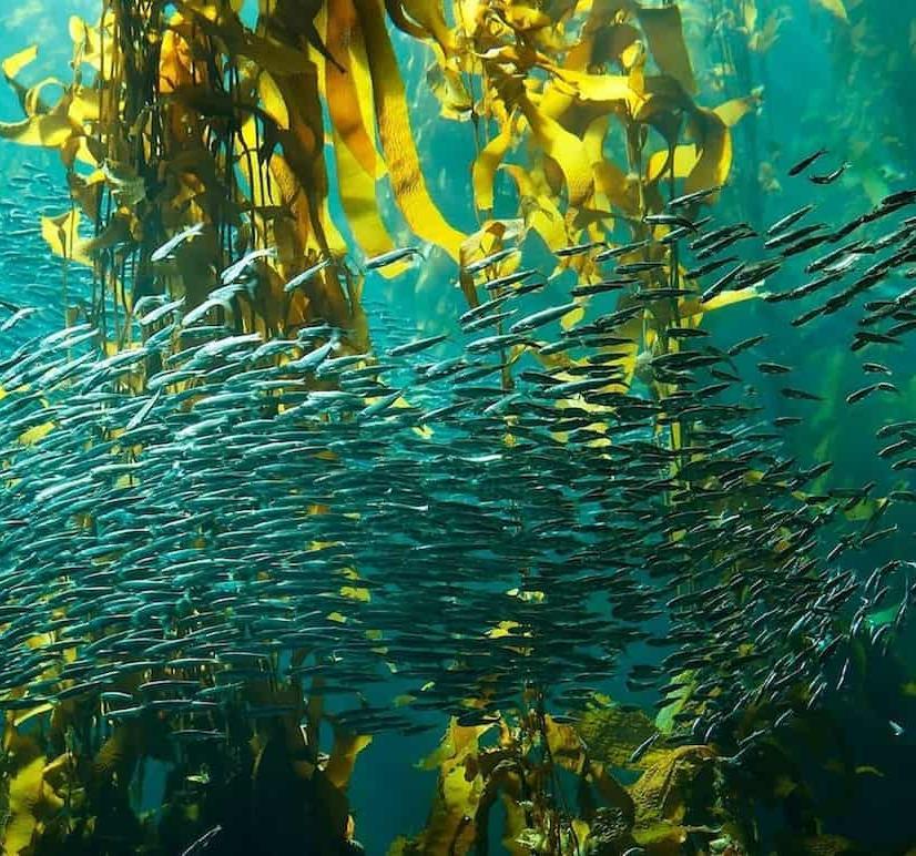 Monterey Bay Aquarium