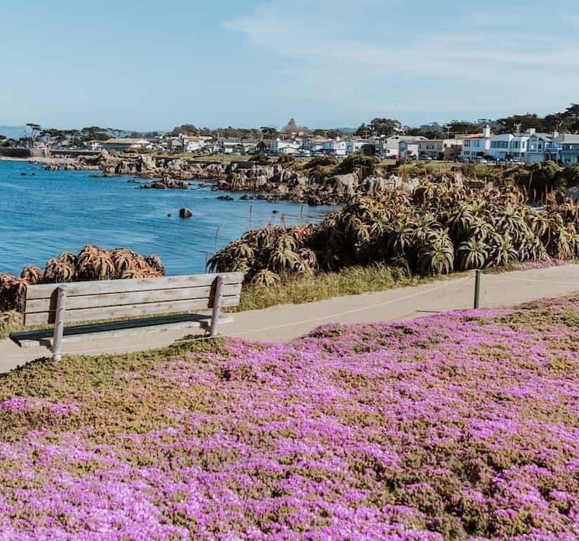 Purple foliage near beach