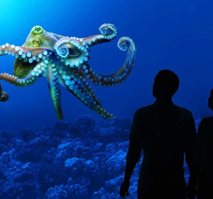Sanctuary Exploration Center view of Octopus in Aquarium