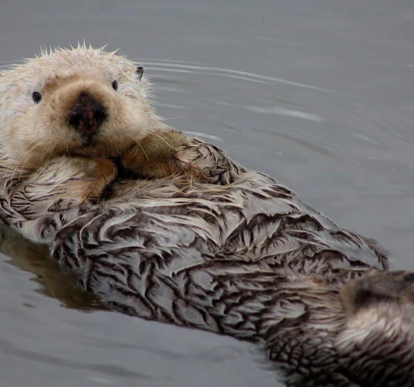 Sea Otter in the bay