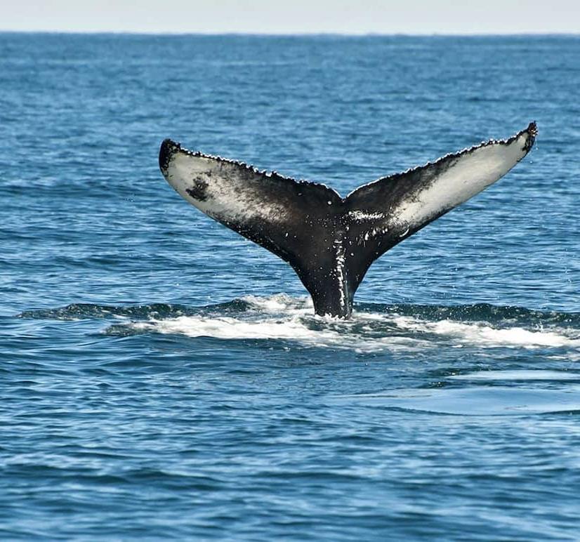 Whale Tail in ocean