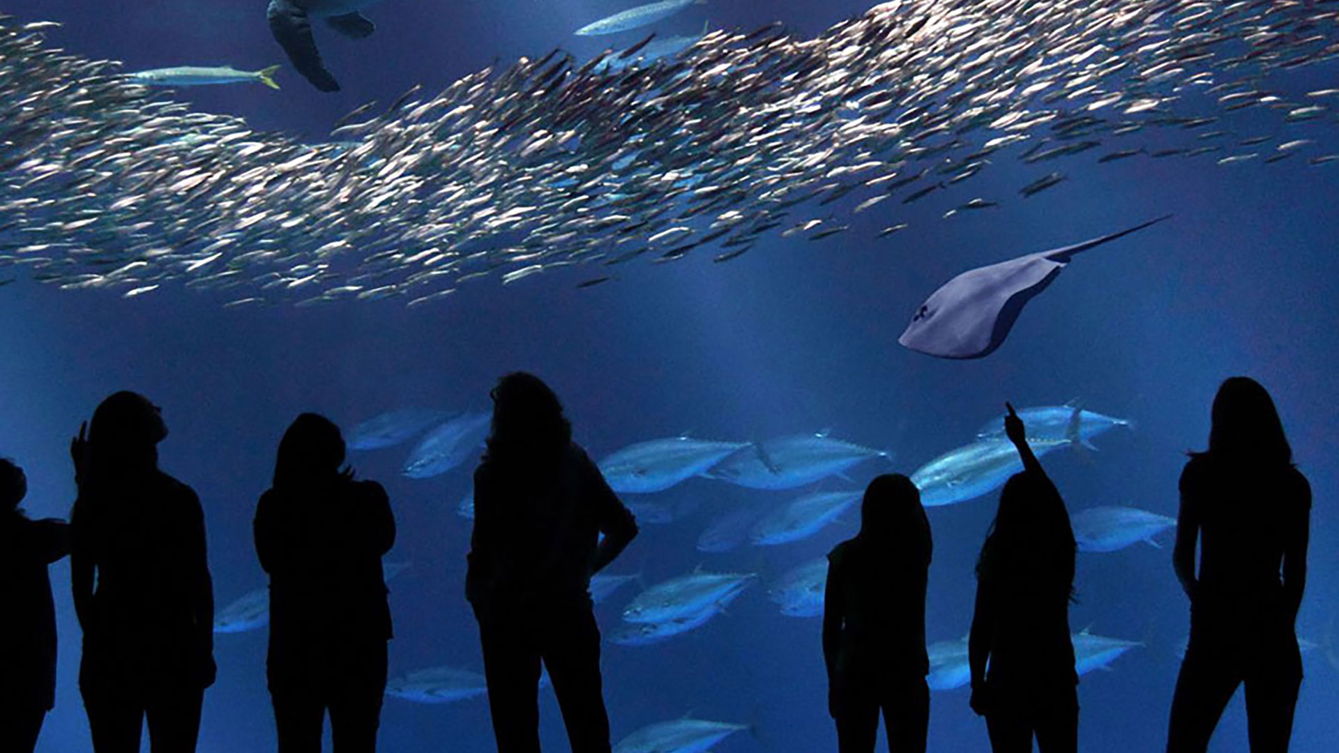 Monterey Bay Aquarium