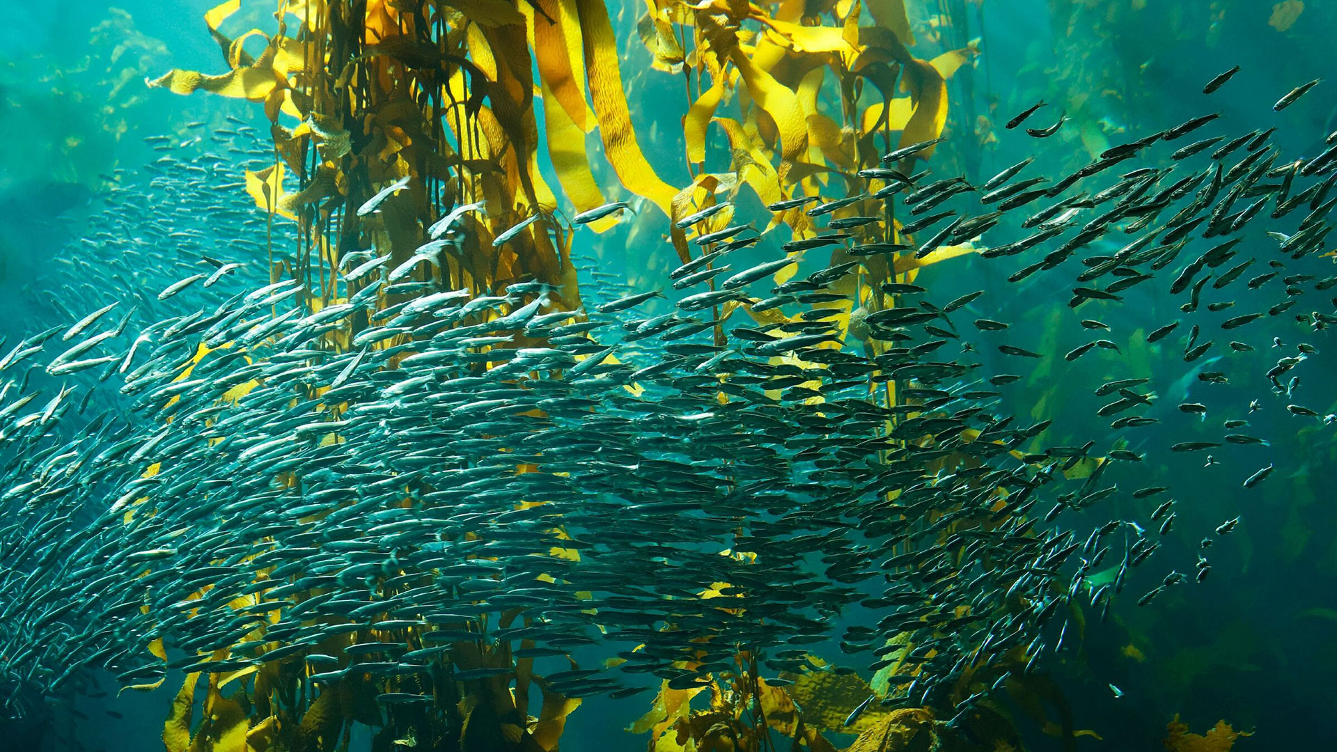 Monterey Bay Aquarium