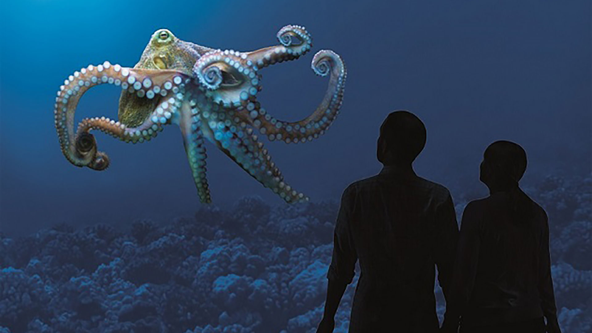 Sanctuary Exploration Center view of Octopus in Aquarium