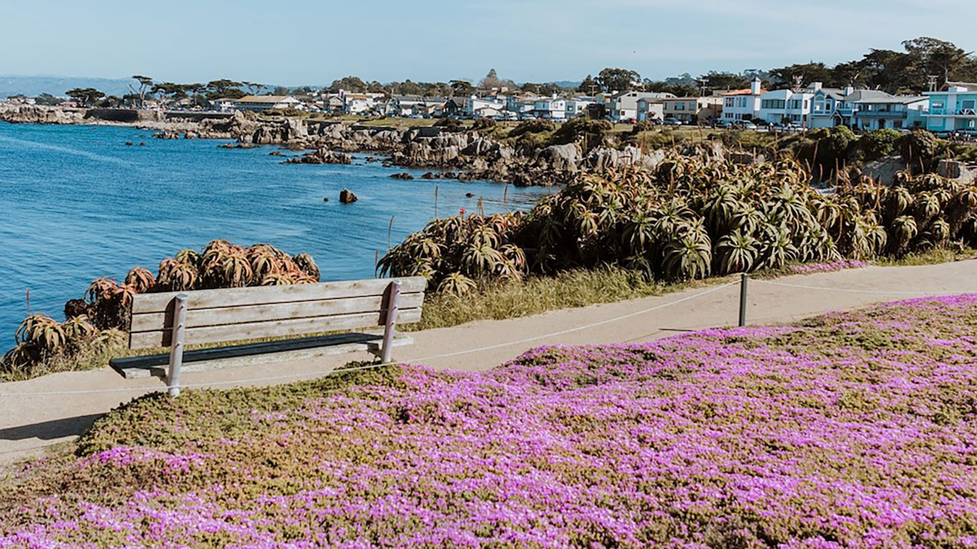 Purple foliage near beach