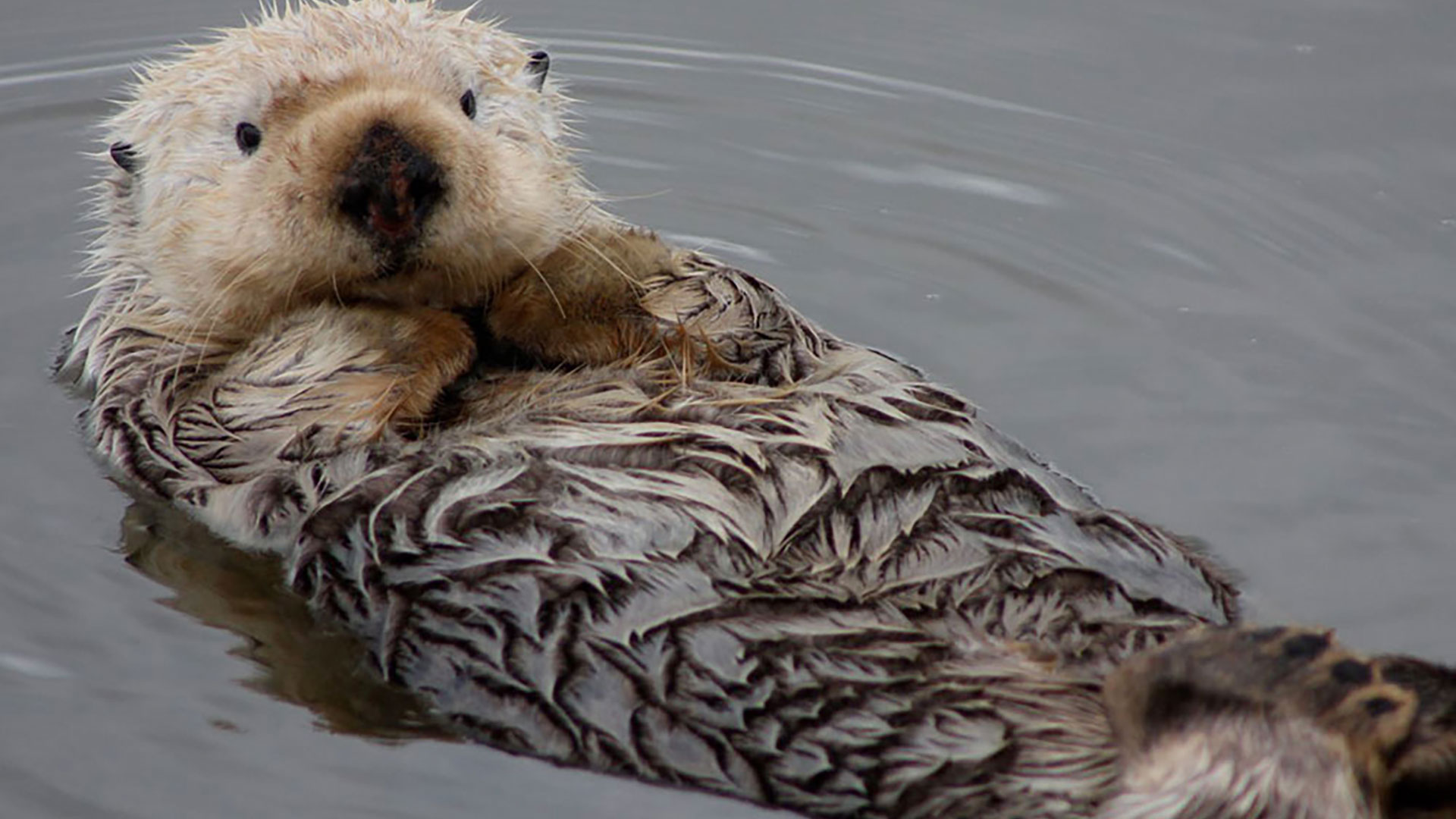 Sea Otter in the bay