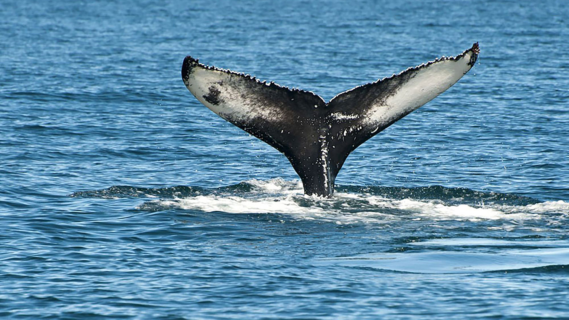 Whale Tail in ocean